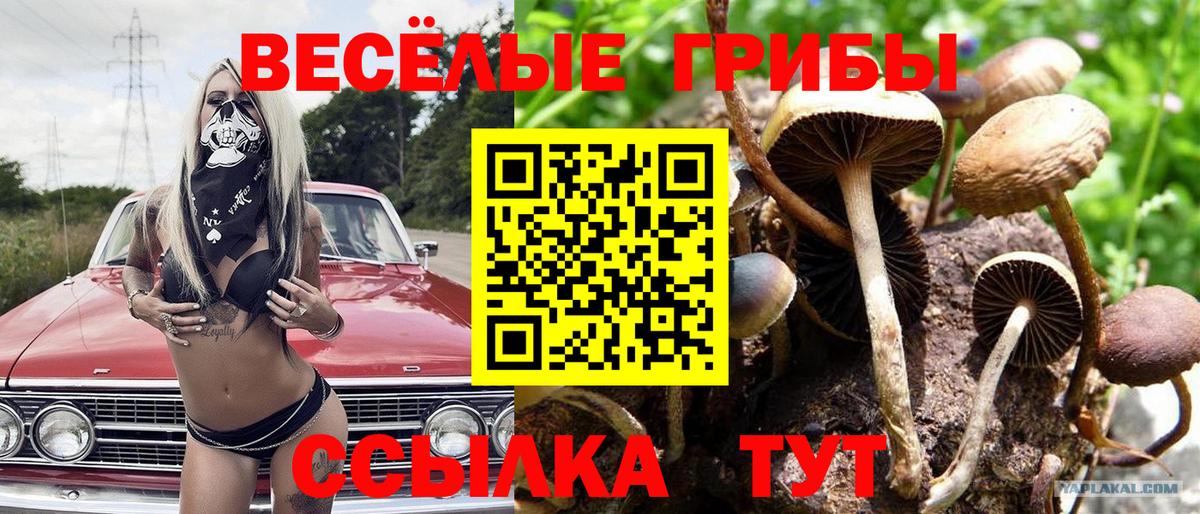 Зеленогорск  Псилоцибиновые грибы Psilocybe  закладка  Галлюциногенные грибы Magic Shrooms  Вход с VPN 